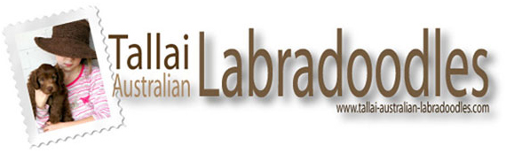 Logo - Tallai Australian Labradoodles | Labradoodle Puppies for Sale Queensland